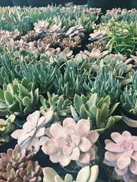 100 Online Free Detox Guide E Course Plant Aesthetic Plants Planting Flowers