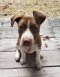 Trade, buy & sell adopt me items on traderie, a peer to peer marketplace for adopt me players. Animal Welfare League Of Trumbull County Inc Rescue Rehabilitate Adopt Educate