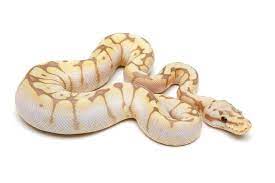 Pin On Ball Pythons