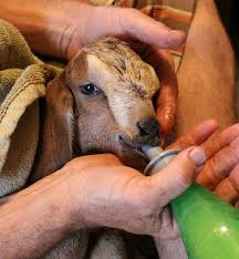Goats How To Bottle Feed A Kid Hobby Farms