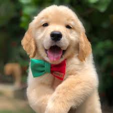 Credit: IG @canilaldeiadosgoldens