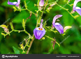 Image result for Brillantaisia owariensis