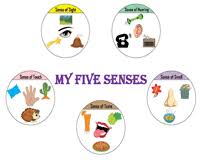 The Five Senses Worksheets For Kids