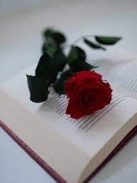 Check spelling or type a new query. 30 000 Best Red Rose Photos 100 Free Download Pexels Stock Photos