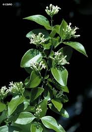 Image result for Strychnos lucens