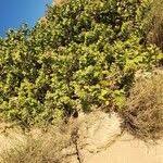 Image result for Capparis cartilaginea