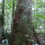 Image result for Antrocaryon nannanii