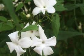 Image result for Oleaceae