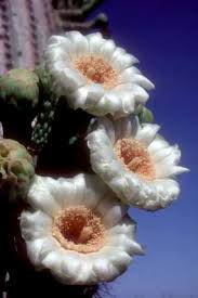 In actuality, the saguaro is a common plant in the sonoran. How Saguaros Grow Saguaro National Park U S National Park Service