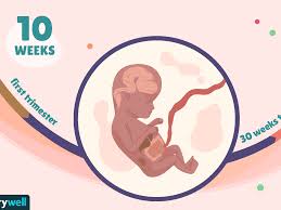 10 Weeks Pregnant Baby Development Symptoms And More