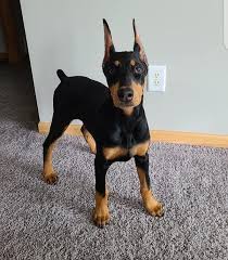 Doberman puppies for sale new york. Doberman Puppies Sales Rehoming Home Facebook