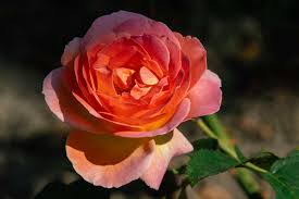 M smell the roses amb_dawnrenee. 10 Types Of Fragrant Roses To Grow