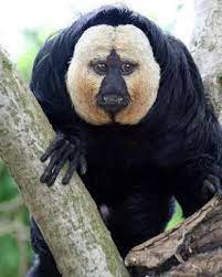Lot S Of Photo S Of Things That Are Scary Creepy Animals Scary Animals Weird Animals
