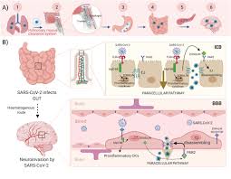 Playstop&orange studios written and composed by: Frontiers Neurological Symptoms Of Covid 19 The Zonulin Hypothesis Immunology