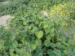 Image result for Physalis peruviana