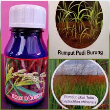 Jenis racun rumput untuk mematikan rumput sambau. Racun Sambau Padi Benih Baja Dan Racun Kt0409556 A Facebook