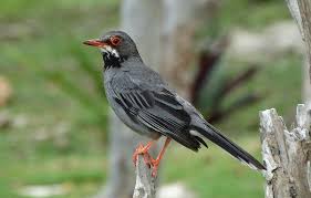 Birds Of The Bahamas Photos Pin On Birds