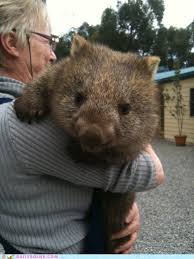 Squee Spree Wombat Hugs Cute Animals Wombat Funny Animals