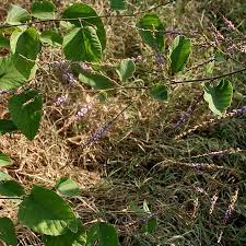 Image result for Polhillides