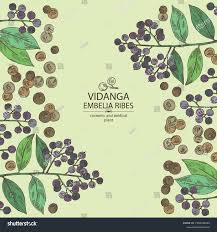Image result for Embelia libeniana