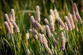 Timothy Grass Phleum Pratense Grass Grasses Garden Ornamental Grasses