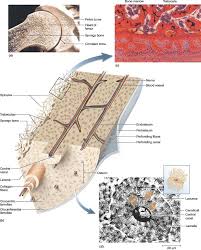 6 compact bone vs spongy bone. This Picture Shows Different Views Of Compact Bone Important Labels To Look At Here Are L Nursing School Survival Louis Vuitton Bag Neverfull Health Education