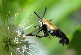 Check spelling or type a new query. Hummingbird Moth The Daytime Moth Georgia Wildlife Federation