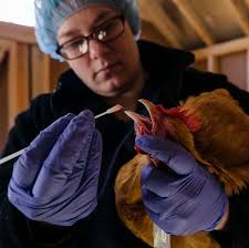 Fresh eggs and — Preparation H — for residents and backyard chickens