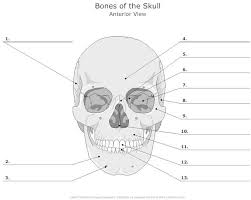 Skull Bones Unlabeled Anatomy Bones Human Skull Anatomy Skull Anatomy