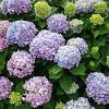 Resurrecting this victorian tradition will infuse the gesture with new life here's a partial list of flowers' meanings to help you get started. 1