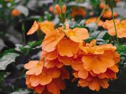 Image result for Crossandra fruticulosa