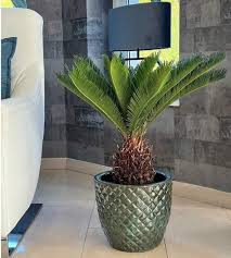 Image result for Cycas