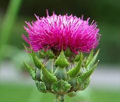 As a foreigner live in malaysia for many years, i understand what the foreigner need and what need to overcome in learning bahasa malaysia. Milk Thistle Herbal Malaysia