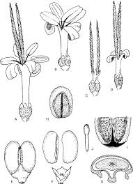 Image result for Anthospermum