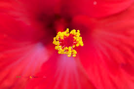 Image result for Hibiscus dongolensis