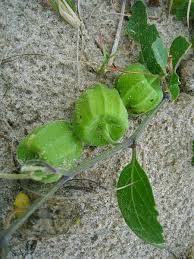 Image result for Physalis viscosa