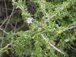 Image result for Lycium mascarenense