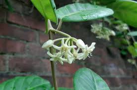 Image result for Marsdenia dregea