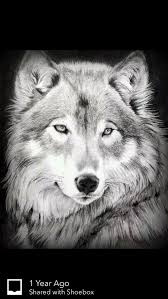Wolves By Jenni Brown Wolf Spirit Animal Wolf Pictures Native American Dog