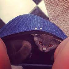 Mouse seen sitting on cat's head as scale of australia's mouse plague exposed. 20 Funny Cats That Love To Hang Out In Your Underwear Bored Panda