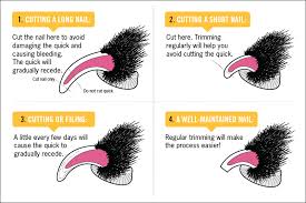 Try to catch them after playtime so they're tired and relaxed. How To Cut Your Dog S Nails Petbarn Articles