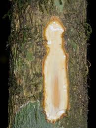 Image result for Pleiocarpa