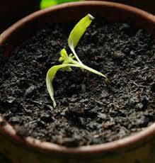 Image result for tomato seedling damping off
