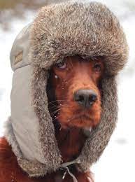 Be Cold Irish Setter Dogs Irish Setter Beautiful Dogs