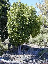 Image result for Rapanea