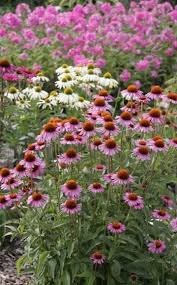 Den Garten Pflegeleicht Gestalten Pflegeleichter Garten Garten Bepflanzen Garten Anlegen