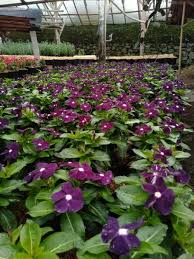 Banyak orang yang menyebut tempat ini sebagai taman bunga nusantara bogor, taman bunga puncak. Jual Tanaman Bunga Vinca Ungu Tua Di Lapak Surga Bunga Bukalapak