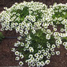 Image result for Scaevola