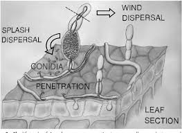 Powdery mildew on plants looks as though they have been dousing with flour or powdered sugar. Figure 2 From Chapter 3 Intracellular Mycoparasites In Action Interactions Between Powdery Mildew Fungi And Ampelomyces Semantic Scholar