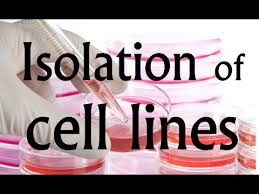 Check spelling or type a new query. Cell Culture Techniques 2 Isolation Of Cell Lines For In Vitro Culture Youtube